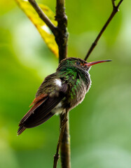 hummingbird in flight © Rodolfo