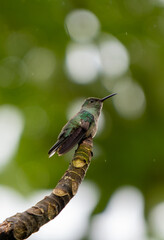 hummingbird in flight © Rodolfo