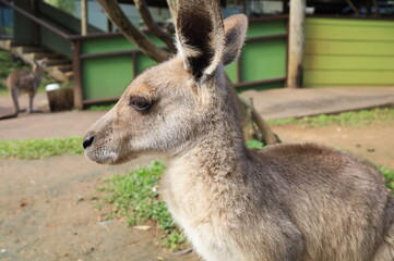 Wallaby 