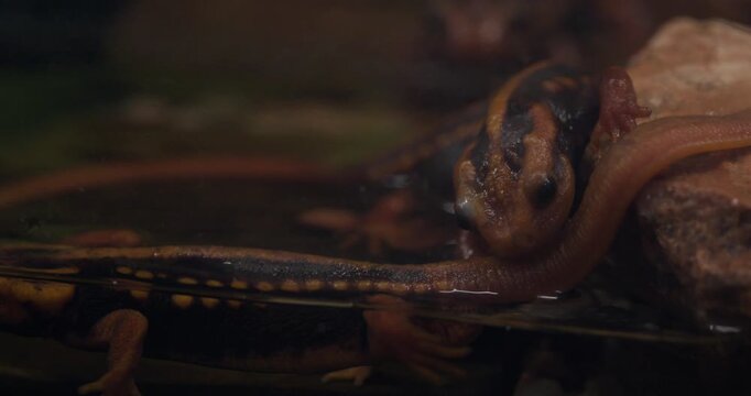 Two Emeror Newts Swimming Around