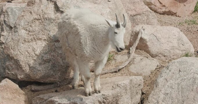Rocky Mountain Goat Pooping