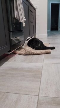 Funny black and white cat playing with a laser pointer, chasing a red dot across the kitchen floor. Cute pet activity video showing hunting instincts, exercise, and healthy playful behavior at home.