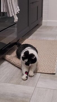 Funny black and white cat playing with a laser pointer, chasing a red dot across the kitchen floor. Cute pet activity video showing hunting instincts, exercise, and healthy playful behavior at home.