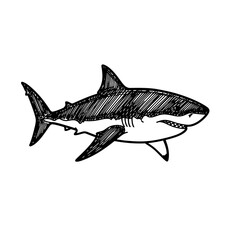 Obraz premium Black and White Shark Illustration.