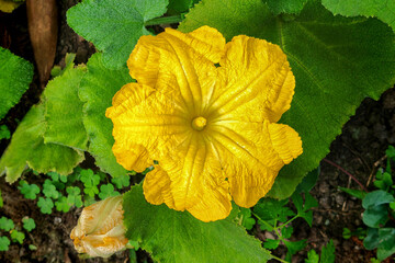 Yellow pumpkin flower (Cucurbita pepo) in full bloom