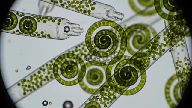 Microscopic view of green spirulina algae cells.