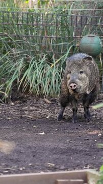 Vertical View of Collared Peccary Standing in Zoo Enclosure