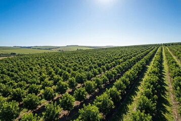 Fototapeta premium Aerial view of expansive macadamia tree plantation with vibrant green foliage under clear blue sky