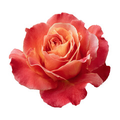 Cut-out photo of a red rose flower. Garden pink rose flower isolated on transparent background.