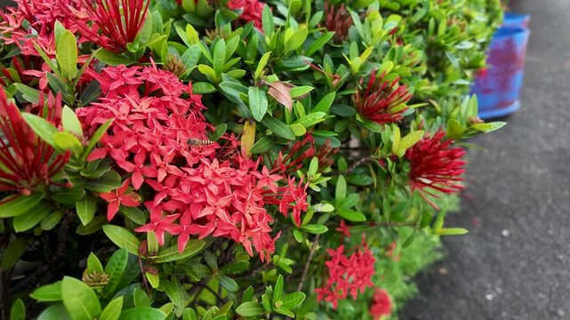 Honeybee Collecting Nectar on Red Ixora Flowers