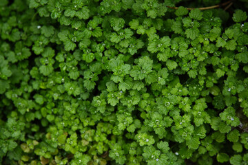 ハーブ © gois_gois