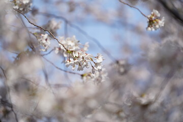 Obraz premium Sakura Cherry Blossoms in Full Bloom