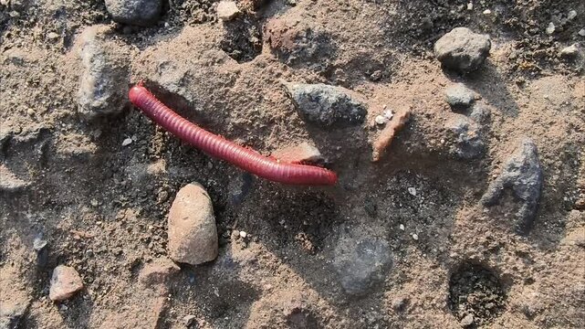 close up of a millipede on the ground, part 3