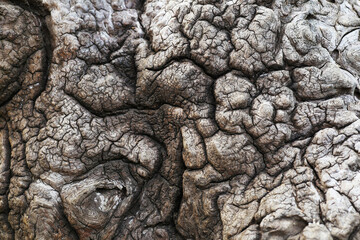 Tree bark texture is rough and has intricate patterns.