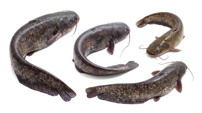 a compilation of five diverse catfish specimens isolated on a transparent background, ideal for graphic design and digital projects.