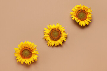 Fototapeta premium Beautiful sunflowers on brown background
