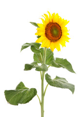 Fototapeta premium Beautiful sunflower and leaves on white background