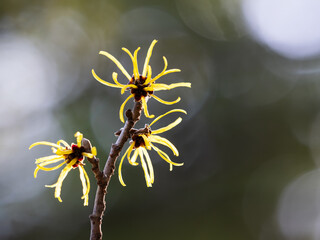 早春のシナマンサク