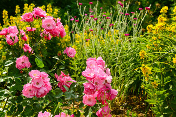 Obraz premium Pink roses blooming on sunny day, closeup