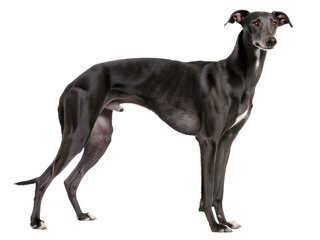 Obraz premium black greyhound dog standing on a white background