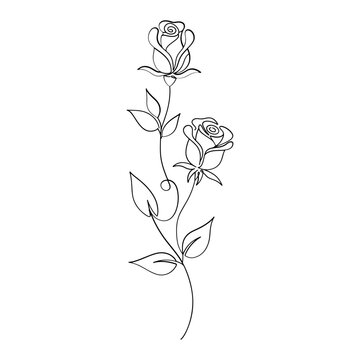 Elegant continuous line drawing of two blooming roses with green leaves
