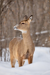 Obraz premium Wild deer standing in snow during winter snowfall in forest