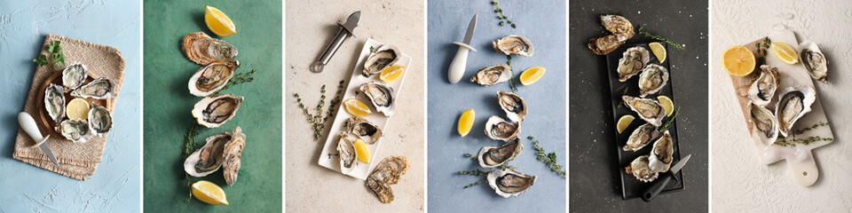 Collage of fresh oysters on grunge background, top view © Pixel-Shot