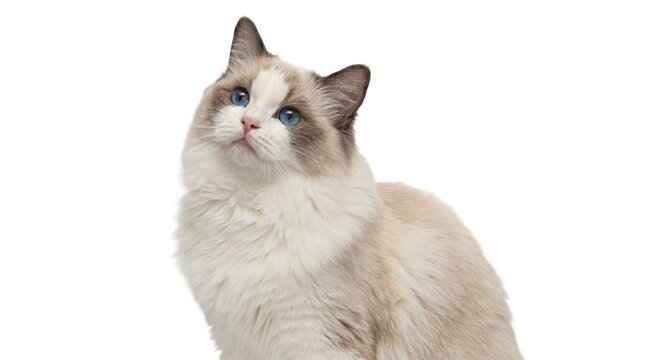 a beautiful ragdoll cat with striking blue eyes gazes upwards, its fluffy white and cream fur contrasting against a transparent background, captured in a professional studio portrait.