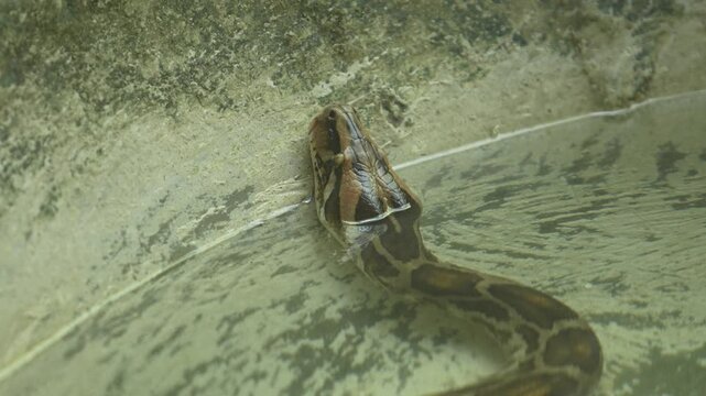 The Python Snake in the zoo.