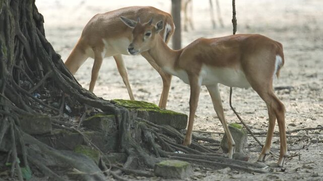 The Blackbucks Deer in the zoo.