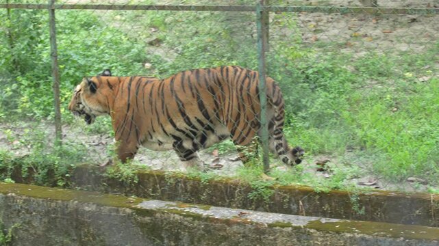 Tigers are roaming around the zoo.