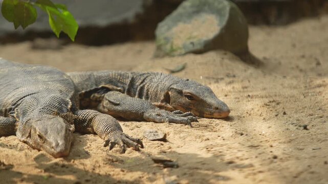 The bengal monitors lizard in the zoo.