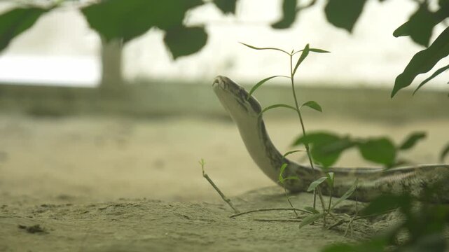 The Python Snake in the zoo.