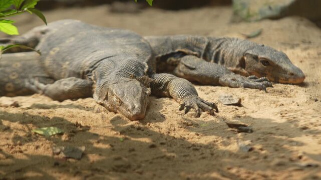 The bengal monitors lizard in the zoo.