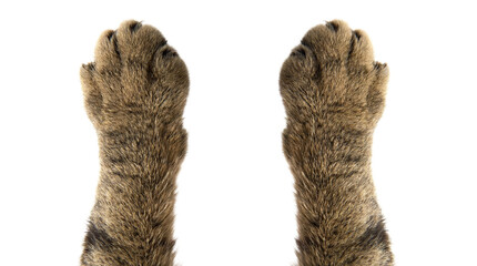 detailed photograph of two raised tabby cat paws with visible sharp claws, isolated on a transparent background, emphasizing fur texture and predatory characteristics for animal-themed visuals. © Nadine