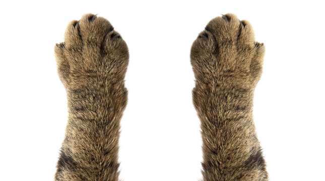 detailed photograph of two raised tabby cat paws with visible sharp claws, isolated on a transparent background, emphasizing fur texture and predatory characteristics for animal-themed visuals.