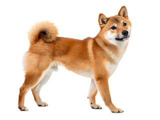 shiba inu dog standing on white background