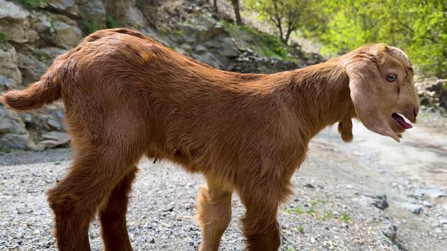 brown goat cute animal in Iran nomad Kurdistan baby lamb kid sheep with local traditional shepherd herding agriculture grazing climbing rock mountain scenic landscape vivid playful nature green rural