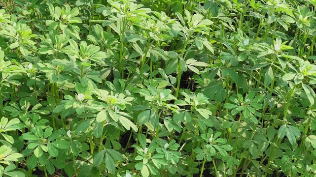 Tracking closeup of lush green fenugreek plants growing densely in a farm field, showing healthy leafy texture, upright stems, and natural agricultural growth patterns