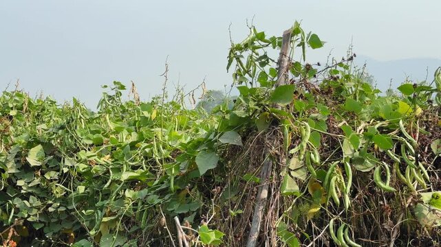 Tracking shot of Indian sem bean vines loaded with green pods, climbing rustic supports in rural farmland, showing seasonal harvest, textures, and farm vegetable crop