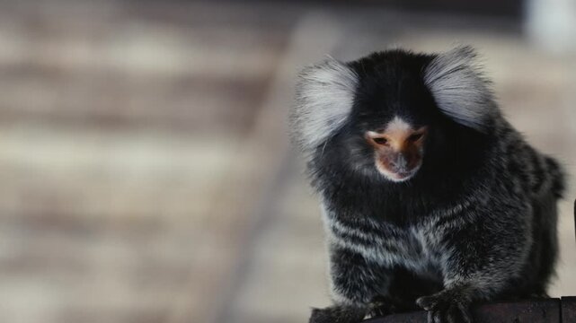 marmoset
