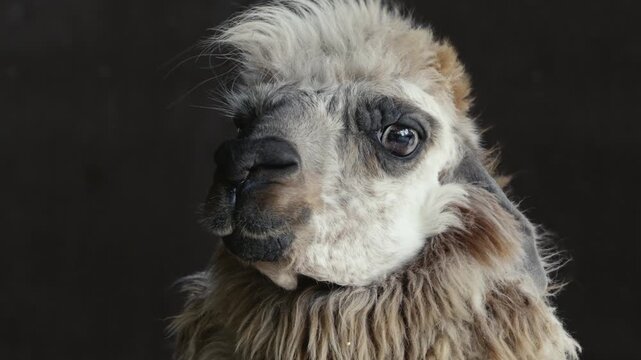 alpaca