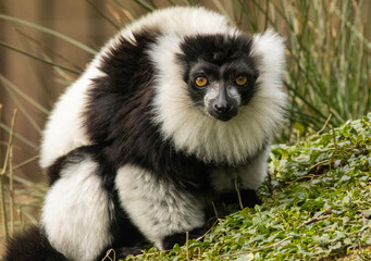 Maki Vari noir et blanc © Ludovic
