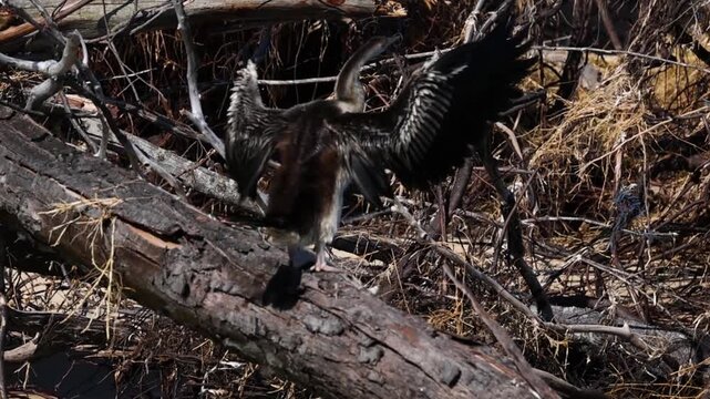 Anhinga Bird Perched on Fallen Log Spreading Wings to Dry