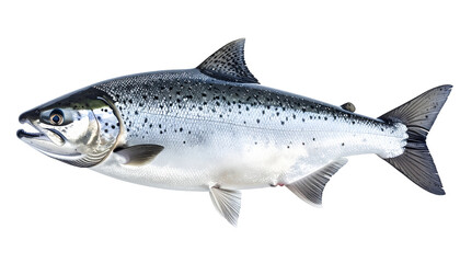 Obraz premium Wild Caught Pacific Pollock Whole Fish Cutout Isolated PNG for Seafood Industry