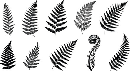 Collection of diverse fern leaf silhouettes including curled fiddlehead frond, botanical foliage shapes for nature, design, and educational use © Hello There