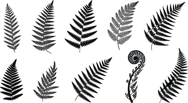Collection of diverse fern leaf silhouettes including curled fiddlehead frond, botanical foliage shapes for nature, design, and educational use