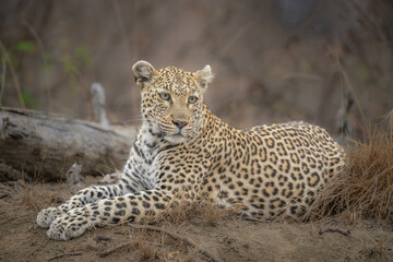 Leopard relaxing after a meal