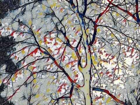  Winter tree with no foliage