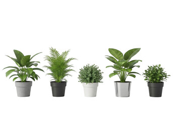 Fototapeta premium Five potted green plants on transparent background for decoration and interior design